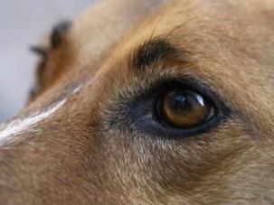 Můj pes ještě nikoho nepokousal aneb Vaše dítě tu taky jen tak pobíhá