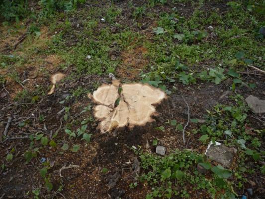 Chystanému sportovišti na Parukářce padlo za oběť přes 30 stromů