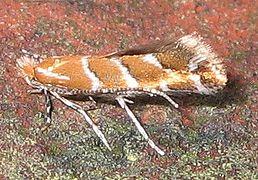 klinenka motyl